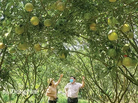 Đồng Nai: Ngành nông nghiệp giữ đà tăng trưởng cao