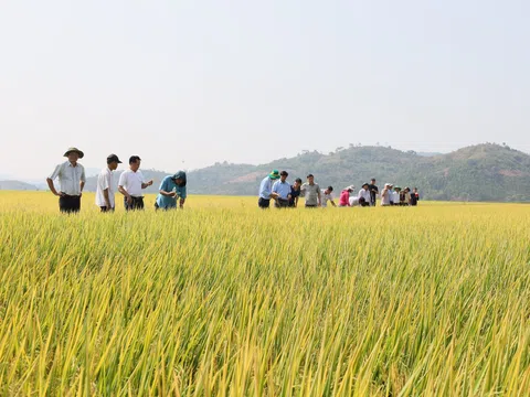 Kinh tế tuần hoàn: Hướng đi bền vững cho nông nghiệp Đắk Lắk