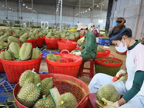 Đắk Lắk: Tích cực thực hiện các biện pháp đảm bảo chất lượng sầu riêng xuất khẩu