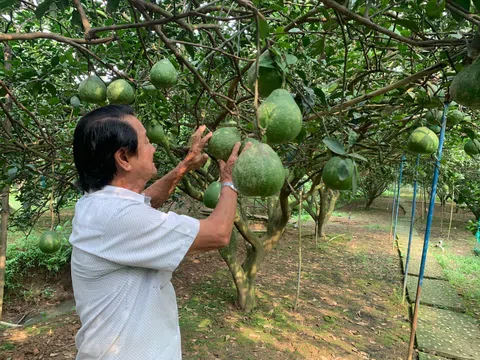 Đồng Nai: Phát triển mô hình nông nghiệp hữu cơ theo hướng hữu cơ