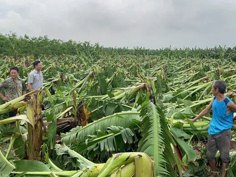 Thứ trưởng Bộ Nông nghiệp và Phát triển nông thôn chỉ đạo khẩn trương khôi phục sản xuất nông nghiệp sau cơn bão số 3