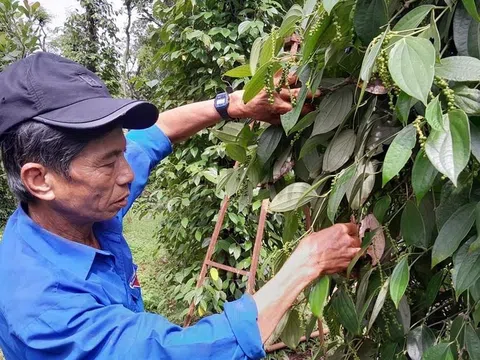 Đồng Nai phát triển các mô hình sản xuất nông nghiệp hữu cơ theo hướng bền vững