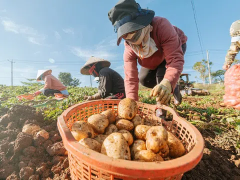 Lâm Đồng: Đẩy mạnh đăng ký bảo hộ nhãn hiệu chống xâm phạm thương hiệu nông sản Đà Lạt