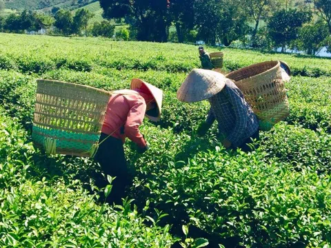 Huyện Bảo Lâm phát triển nông nghiệp công nghệ cao gắn với xây dựng nông thôn mới