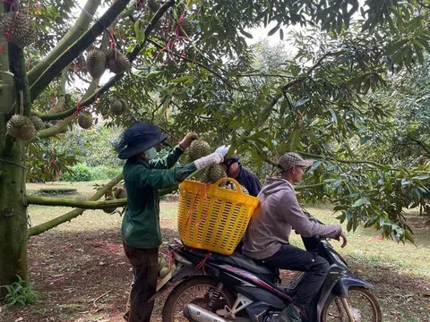 Krông Búk: Phát huy vai trò lãnh đạo của Đảng trong phát triển kinh tế