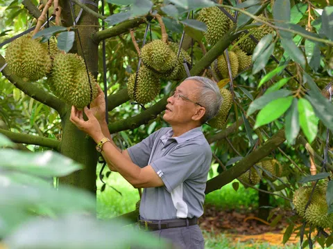 Lâm Đồng: Đạ Huoai phấn đấu có hơn 4.600 hộ trồng sầu riêng đều trở thành “những người nông dân tỉ phú” đến năm 2030