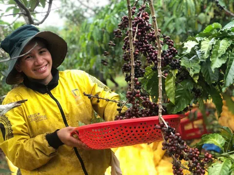 Những điểm sáng trong sản xuất nông nghiệp vùng đồng bào dân tộc thiểu số trên địa bàn huyện Di Linh