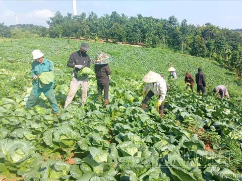 Đẩy mạnh liên kết sản xuất tạo thêm giá trị cho nông sản Đắk Nông