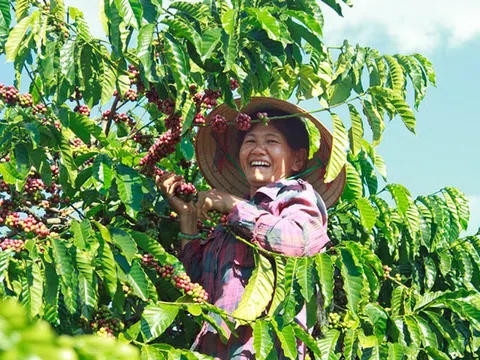 Lâm Đồng: Giá cà phê tăng mạnh, nông dân vừa mừng vừa lo