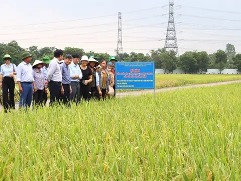 Bình Thuận:  Đẩy mạnh sản xuất lúa chất lượng cao theo tiêu chuẩn VietGAP