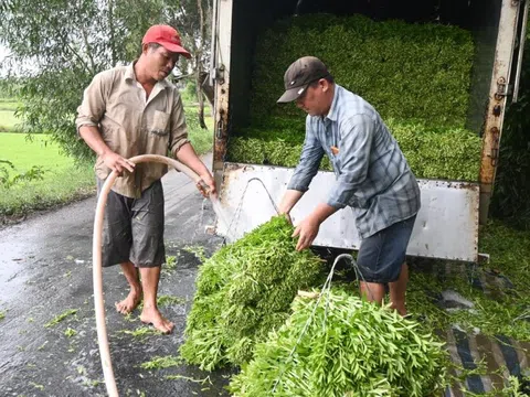 Bình Thuận: Nông dân Hàm Thuận Bắc trồng rau ngò gai thu nhập hơn 500 ngàn mỗi ngày