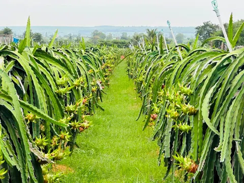 Hàm Ninh - Bình Thuận: “Thủ phủ” thanh long đáp ứng 19 tiêu chí của xã nông thôn mới