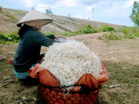 Hoài Nhơn - Bình Định: Nông dân duy trì nghề truyền thống làm giá đỗ