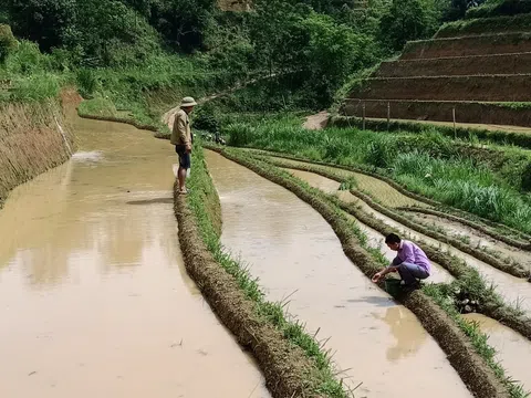 Mô hình nuôi cá chép trong ruộng bậc thang tại huyện Hoàng Su Phì, tỉnh Hà Giang