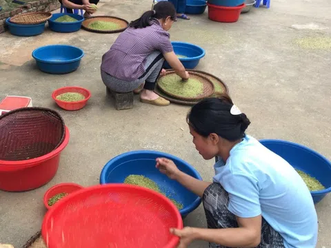 Mô hình sản xuất cốm từ lúa Khẩu nua lếch tại huyện Ngân Sơn, tỉnh Bắc Kạn