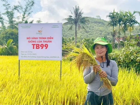 Đắk Lắk: Giống lúa TBR225 và TB99  năng suất 8,8 – 9 tấn/ha