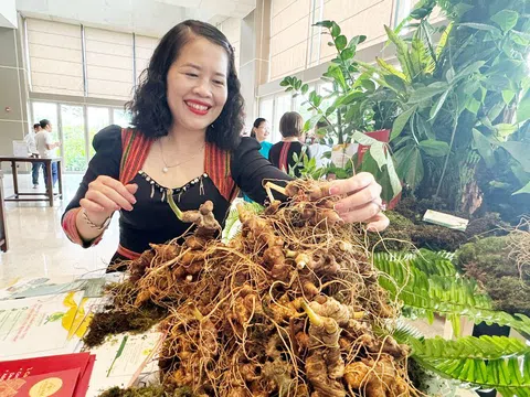 Kon Tum: Công bố “Tri thức dân gian về Sâm Ngọc Linh” là Di sản văn hóa phi vật thể quốc gia