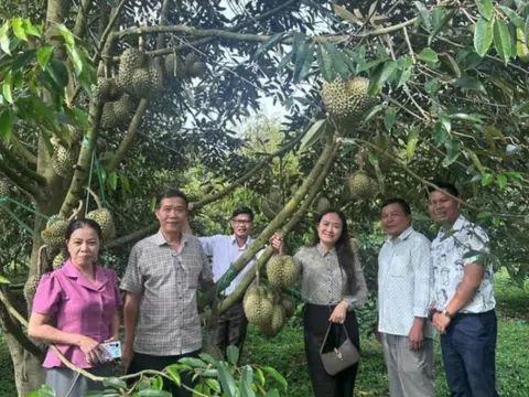 Đắk Lắk: Bí thư Đảng ủy xã sẽ livestream quảng bá, hỗ trợ nông dân bán sầu riêng