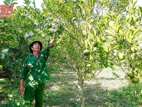 Thanh Hóa: Ngọc Lặc chuyển đổi cơ cấu cây trồng, nâng cao thu nhập cho người dân