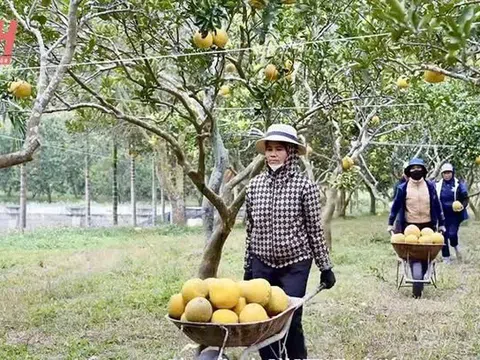 Thanh Hóa phát triển nông nghiệp hữu cơ: Hướng đi bền vững, hiệu quả cao