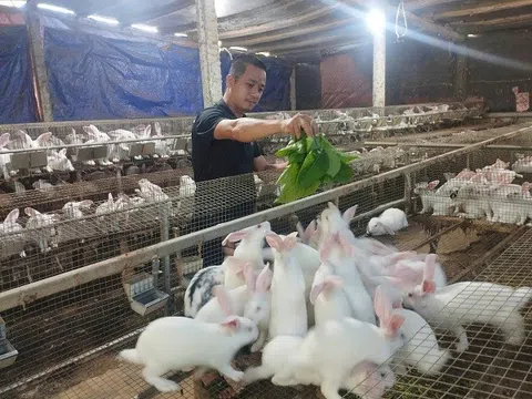 Quảng Nam: Những mô hình chăn nuôi hiệu quả ở Đại Lộc