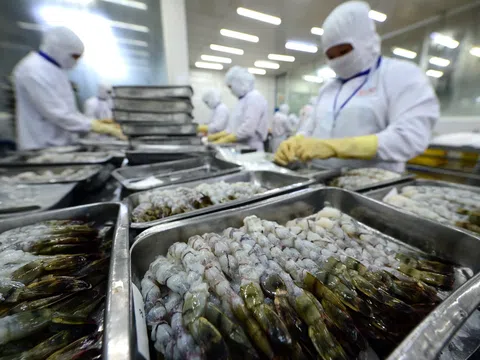 "Cú sốc" thuế chống phá giá: Doanh nghiệp tôm Việt Nam "gồng mình" tại thị trường Mỹ