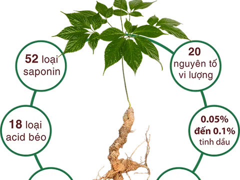 Kon Tum siết chặt quản lý mã số vùng trồng Sâm Ngọc Linh sau nhiều sai sót
