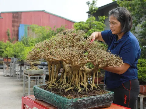 RADIO: Nghệ nhân Nguyễn Thị Hiện, người lặng lòng với Sinh Vật Cảnh Thủ đô