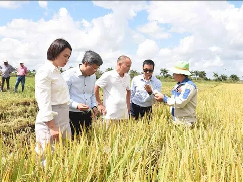 Sản xuất lúa gạo: Điểm sáng trong hợp tác nông nghiệp Việt Nam - Cuba