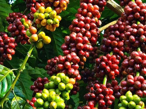 Khám phá thị trường vật tư Nông nghiệp Việt nam