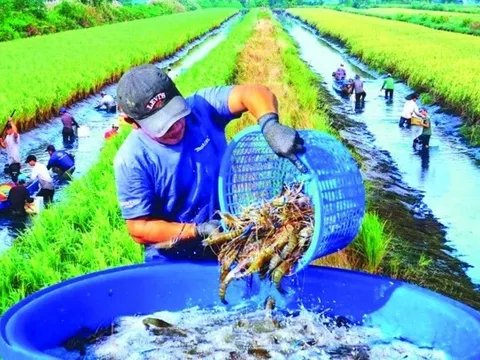 Chuyển đổi nông nghiệp sinh thái từ chính sách đến thực tiễn: Giải pháp cho chuyển đổi Hệ thống LTTP bền vững của Việt Nam