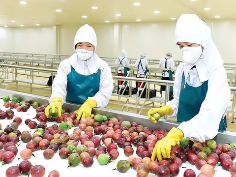 Thúc đẩy xuất khẩu trái cây Việt Nam: Con đường từ tiềm năng đến vị thế toàn cầu