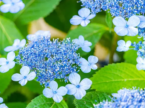 Hào khí Đào gia: Tiếp mạch nhân văn, dựng nền khoa học