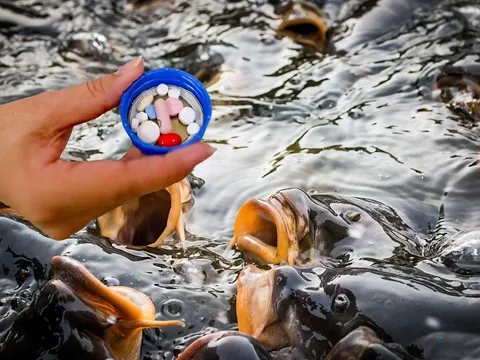 Hiện trạng và giải pháp kiểm soát kháng sinh trong nuôi trồng thủy sản tại Việt Nam