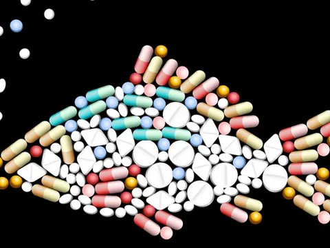 Một sức khỏe và bài toán kháng kháng sinh: Từ thực tiễn quốc tế đến chiến lược hành động tại Việt Nam