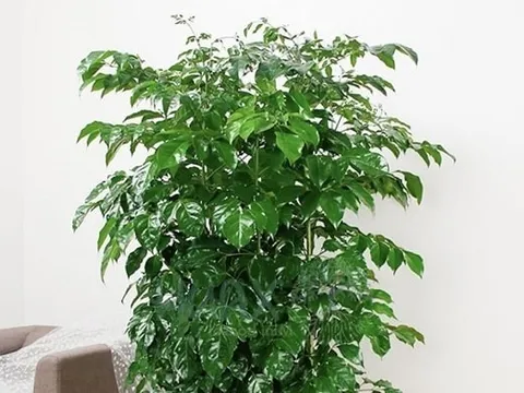 Cây Hạnh Phúc có gì đặc biệt?