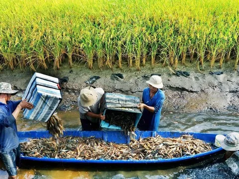 HTX Nông nghiệp hạt nhân dẫn dắt chiến lược xanh hóa và thích ứng với biến đổi khí hậu - Bài 13