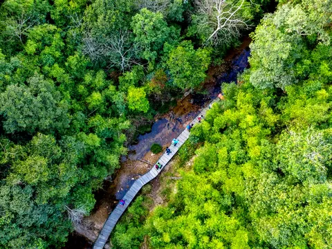 Tín chỉ Carbon rừng: Từ "lá phổi xanh" đến cơ hội kiến tạo sinh kế bền vững