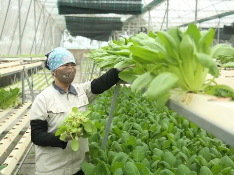 Nông nghiệp đô thị Hà Nội: Từ mạch nguồn văn hiến đến kỷ nguyên vươn mình