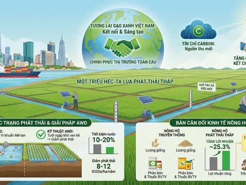 Chiến lược chuyển đổi sản xuất lúa phát thải thấp tại Đồng bằng sông Cửu Long: Từ văn minh lúa nước đến tăng trưởng xanh