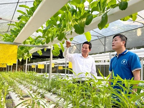 Kết nối sản xuất với đô thị, dinh dưỡng và thị trường: Vai trò chiến lược của nông nghiệp đô thị tại Đồng bằng sông Hồng