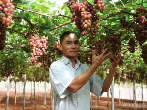 Trái ngọt trên vùng đất khó: Lão nông U60 hiện thực hóa khát vọng nông nghiệp kết hợp du lịch