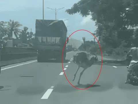 Vụ đà điểu "đại náo" quốc lộ 1A: Chủ vật nuôi có thể bị xử phạt ra sao?