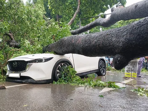 Cây cổ thụ bật gốc giữa mưa lớn, đè trúng 2 ô tô đang lưu thông
