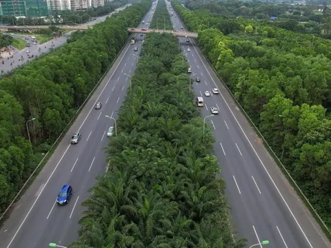 Trồng cây xanh trên cao tốc: Giải pháp an toàn hay tiềm ẩn rủi ro?