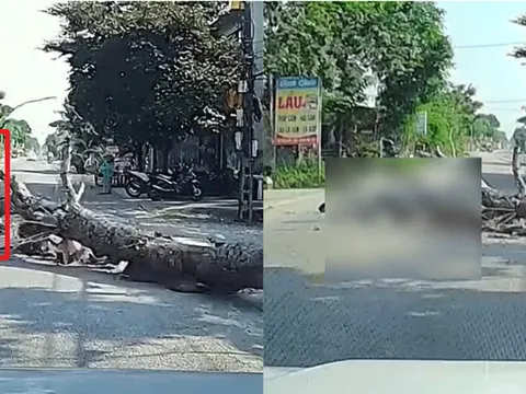 Vụ người đàn ông tử vong vì cây đè trúng: Công an thông tin diễn biến mới gây chú ý về người cưa cây