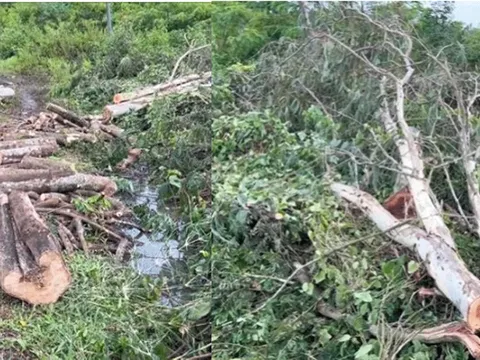Rủ người quen cưa cây trong vườn, người đàn ông bị cây đè tử vong: Lý do nạn nhân bị cây đè trúng