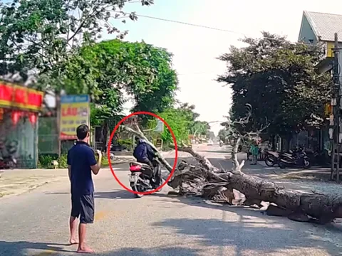 Vụ cưa cây đổ trúng người đi đường tử vong: Gia đình tiết lộ thêm thông tin mới