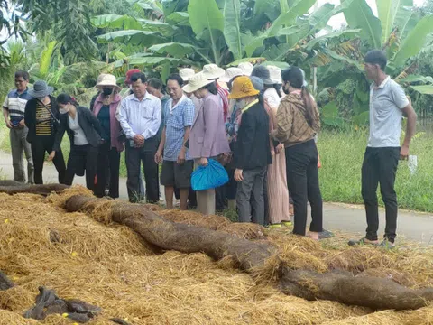 Đổi mới sáng tạo trong nông nghiệp tại Đồng bằng sông Cửu Long: Dự án GIC và những kết quả nổi bật