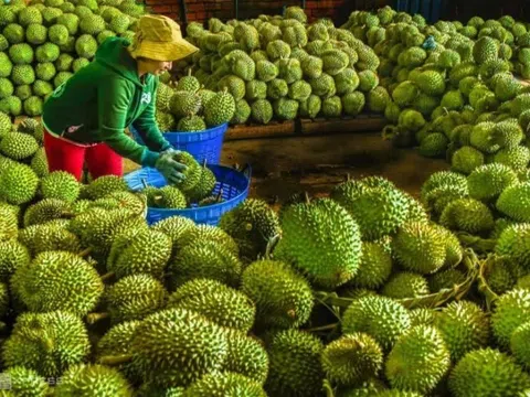 Tin vui với Sầu riêng Việt: Trung Quốc chính thức gia hạn Nghị định thư